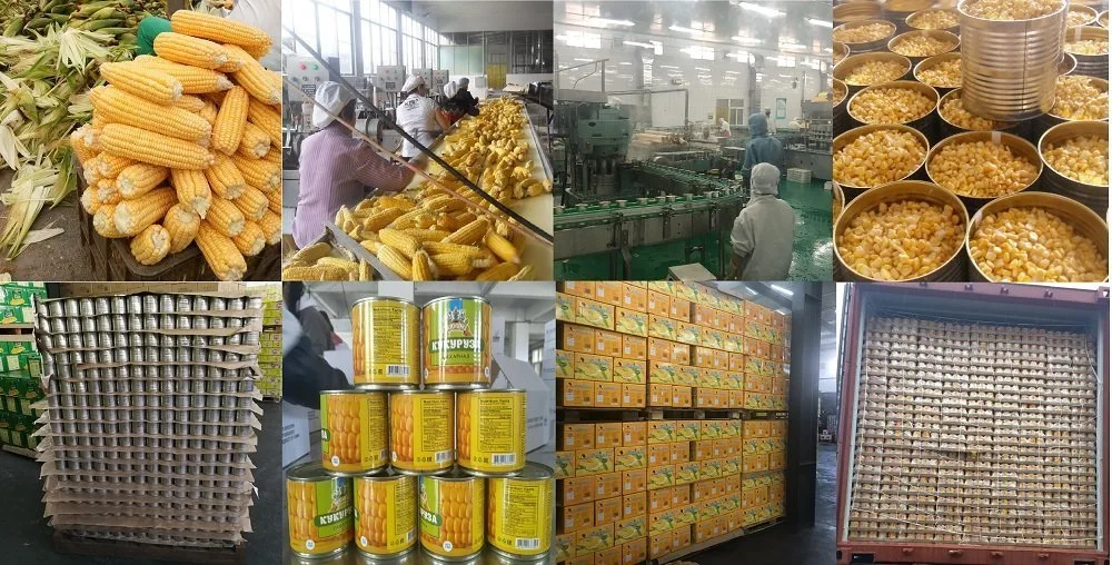 Canned Sweet Corn with High Quality