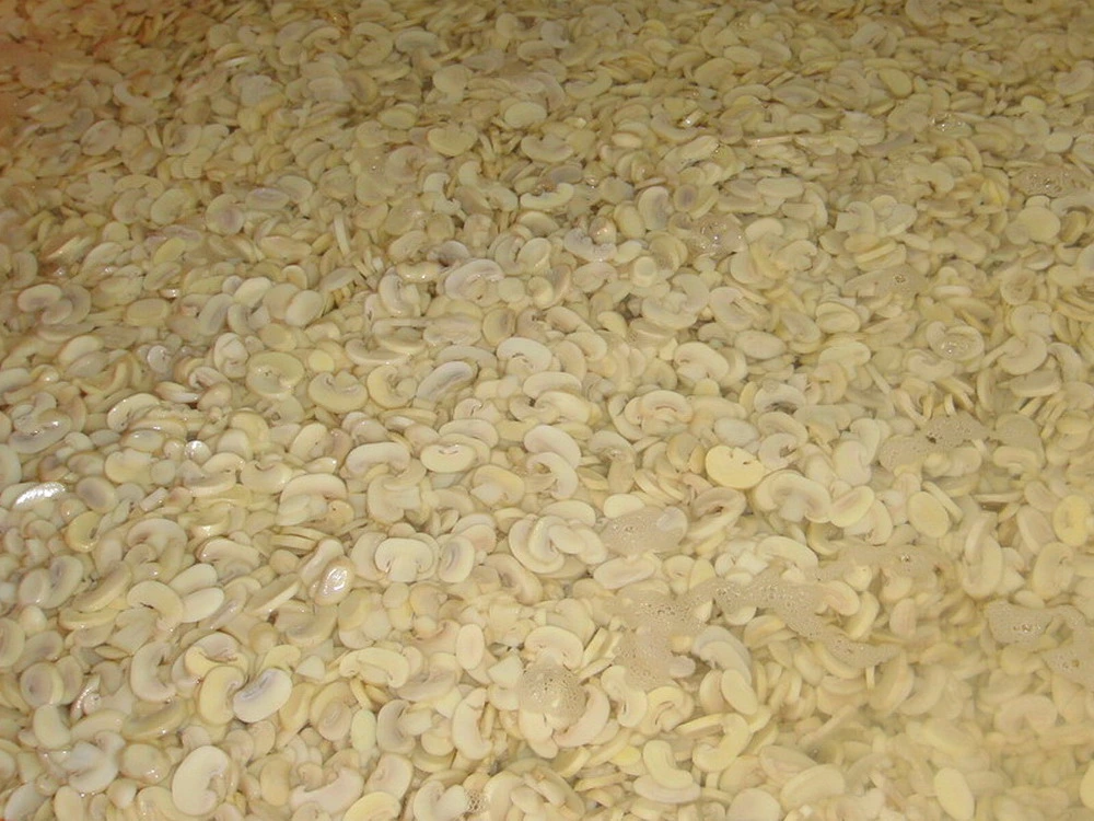 Fresh Mushroom Raw Material in Plastic Drum