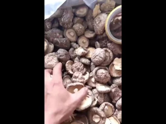 Champignons chinois entiers en conserve en saumure avec certification BRC de haute qualité