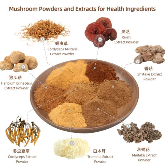 L'OIN des aliments de santé a approuvé 25kg/Bag/tambour 30 % Polysaccharide Hericium Erinaceus Mushroom